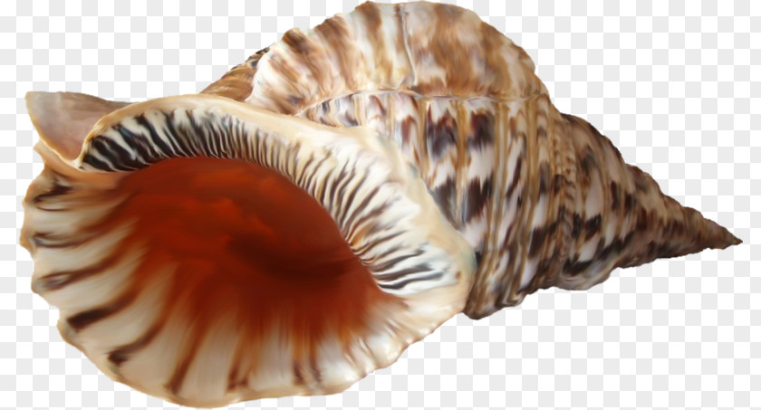 Seashell Cockle Conchology Solar System PNG