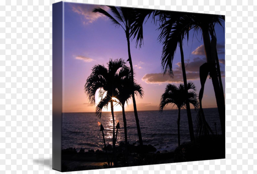 Silhouette Arecaceae Stock Photography Picture Frames PNG