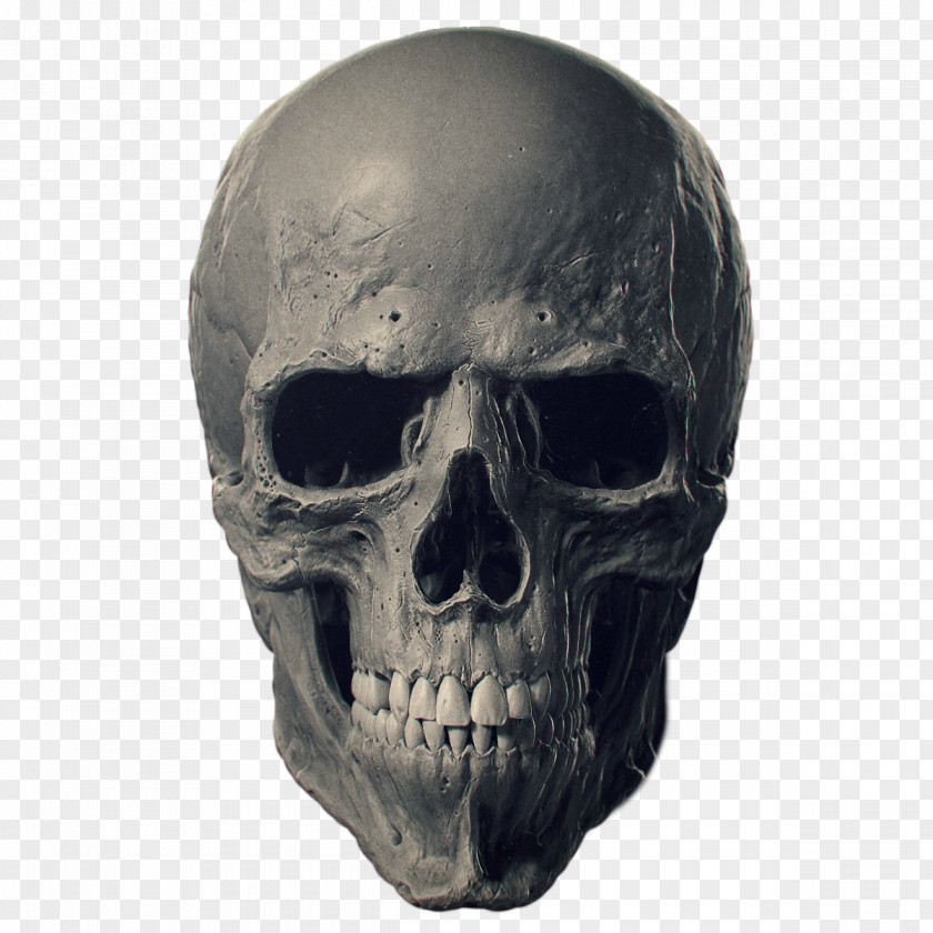 Skulls Animal Bone Human Skeleton PNG
