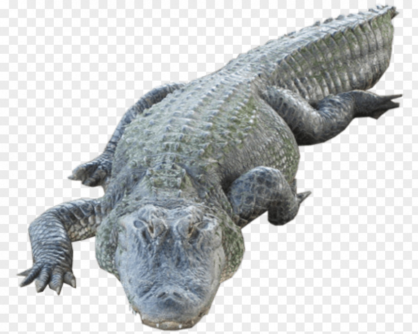 Crocodile American Alligator Nile Clip Art PNG