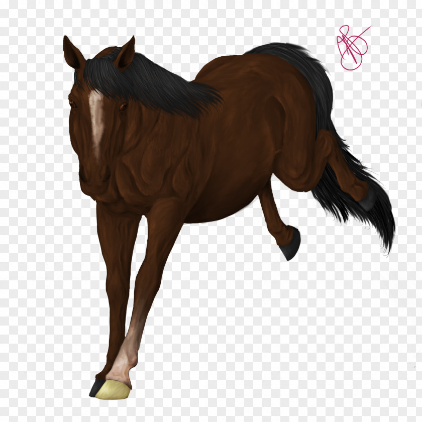 Foal Mane Mustang Rein Stallion PNG