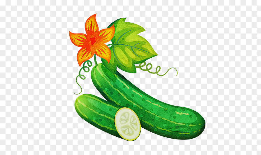 Green Cucumber Cucumis Plant Cucumber, Gourd, And Melon Family PNG
