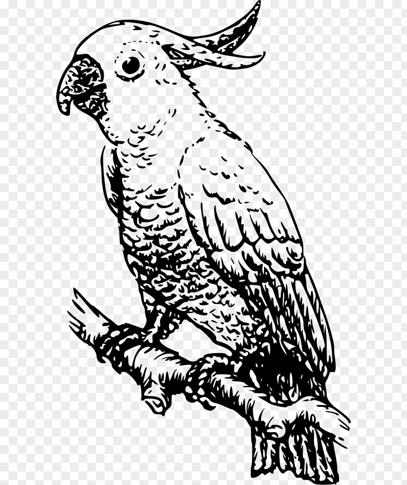 Bird White Cockatoo Cockatiel Clip Art PNG