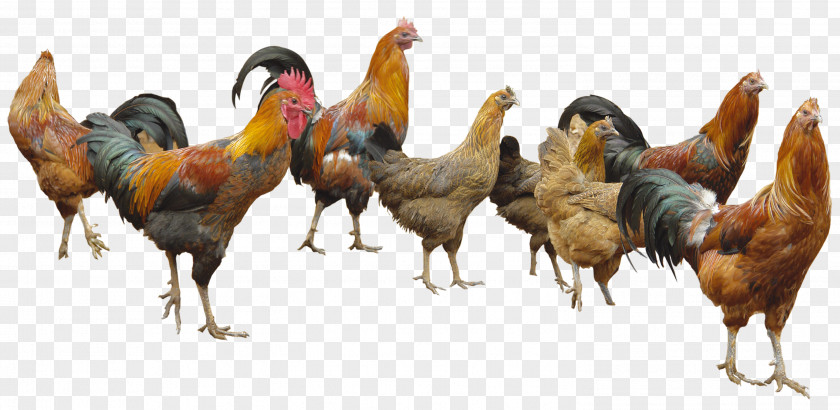 Chickens Appenzeller Spitzhauben White-faced Black Spanish Poultry PNG