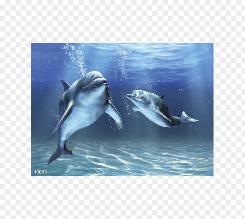 Dolphin Bottlenose Sea Clip Art PNG