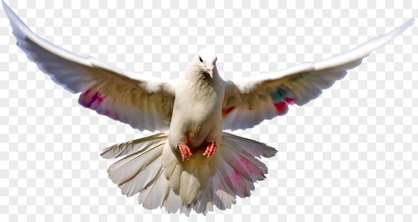 Bird Columbidae Animal Chicken PNG