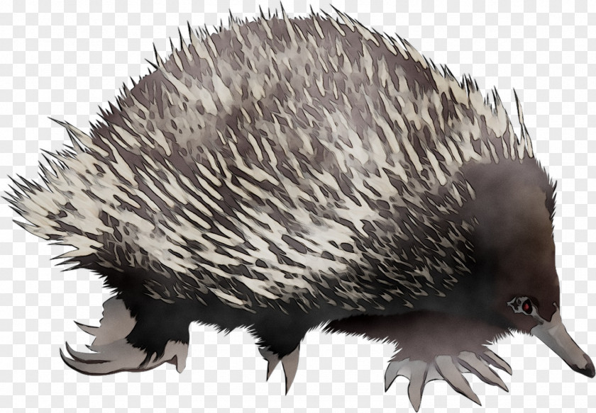 Domesticated Hedgehog Echidna Porcupine Beak PNG