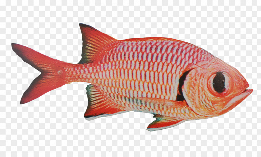 Fishing Gear Fish Products Northern Red Snapper Seafood PNG