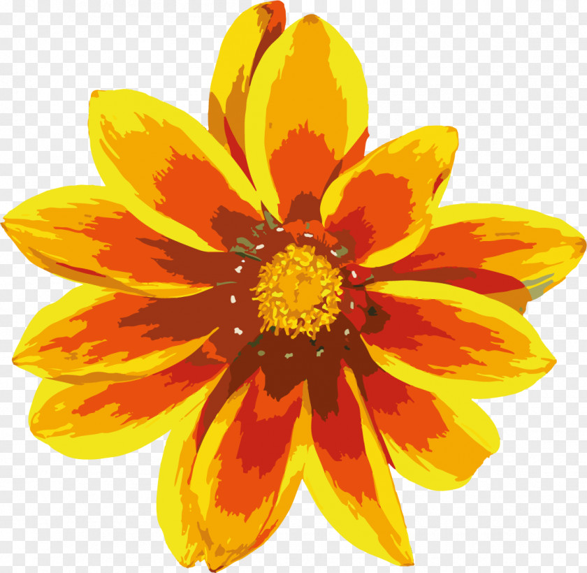 Gazania Clipart Common Sunflower Calendula Officinalis Yellow PNG