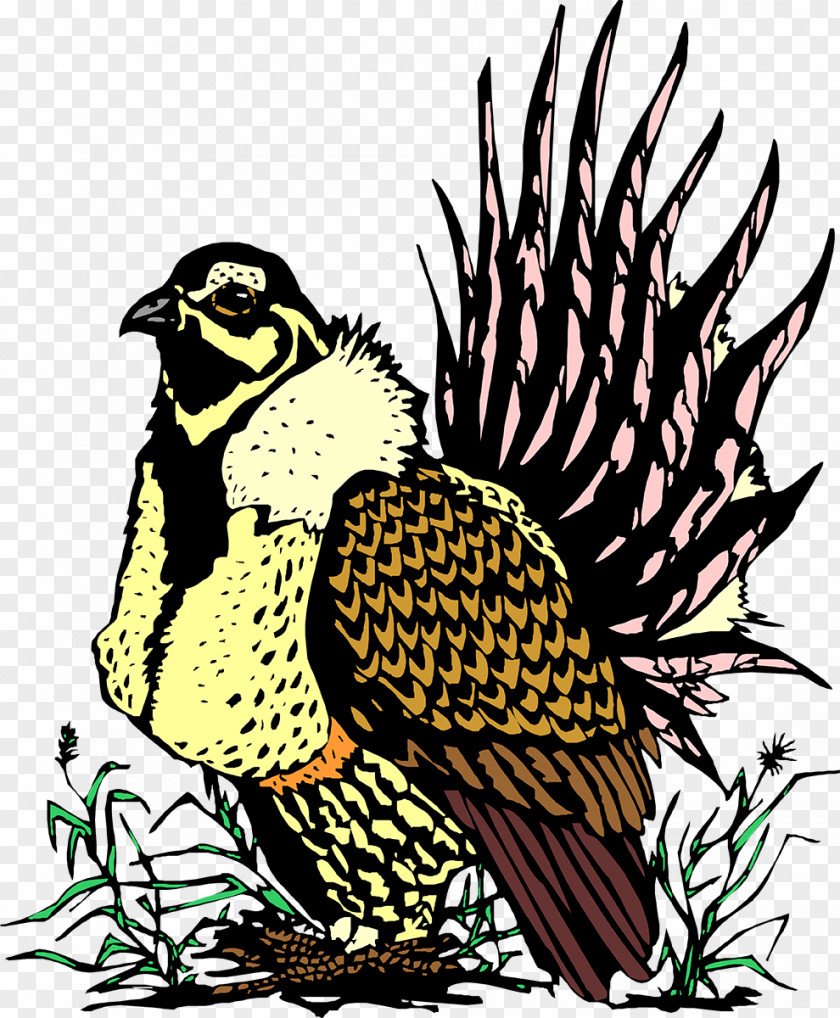 Owl Galliformes Beak Hawk PNG