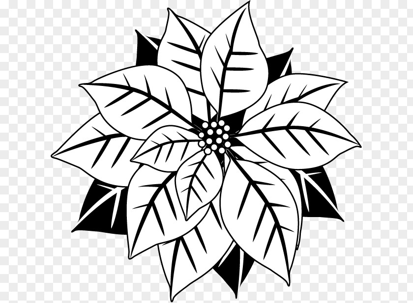 Poinsettia Cliparts Christmas Black And White Flower Clip Art PNG