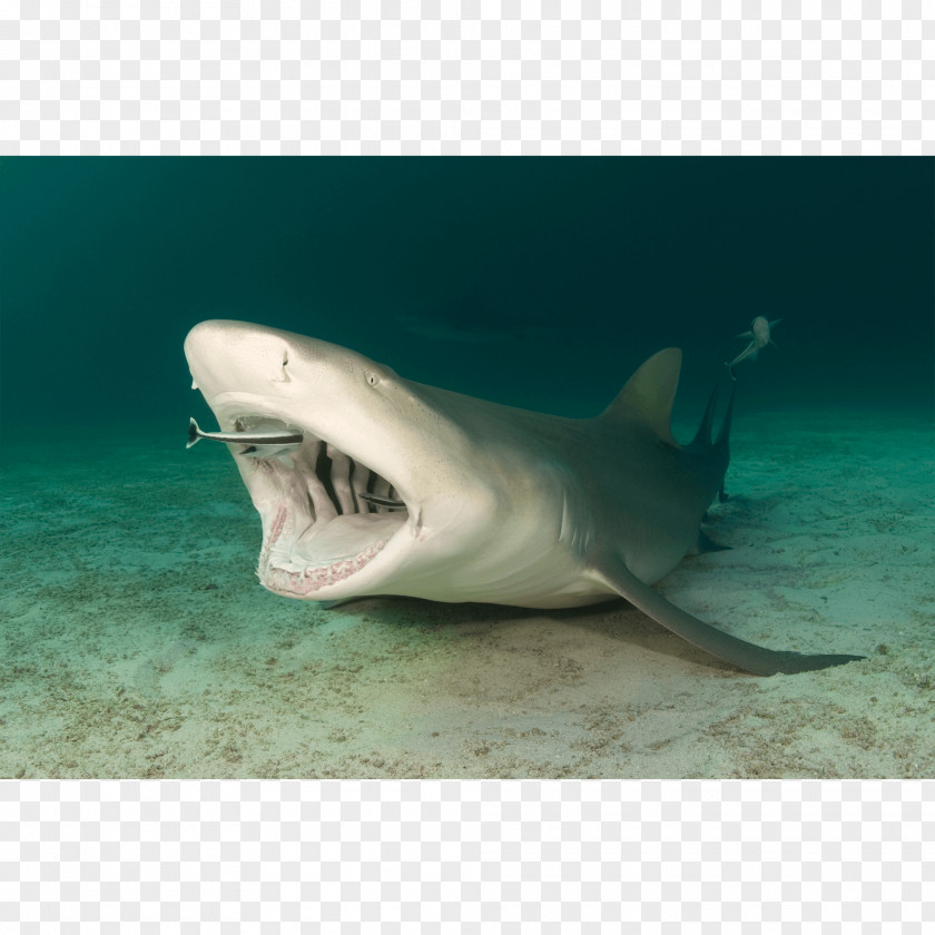 Lemon Frame Tiger Shark Great White Remora Sicklefin PNG
