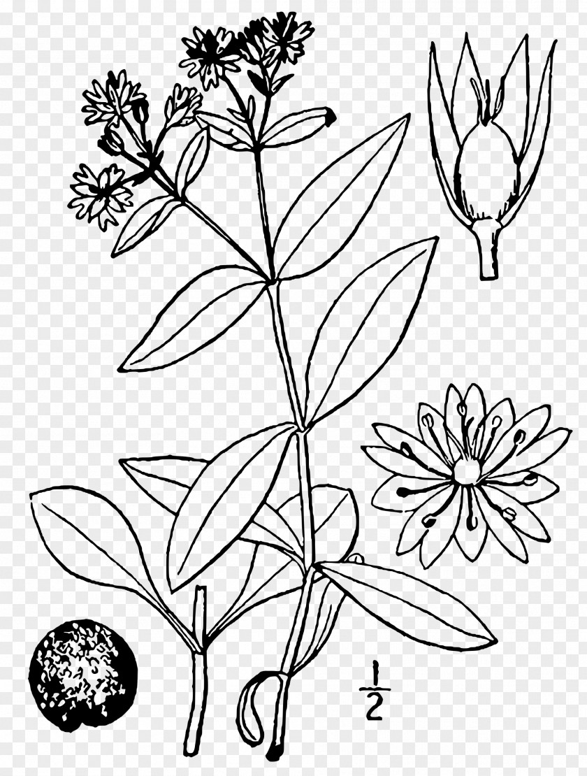 Plant Star Chickweed Twig Dicotyledon Stem PNG