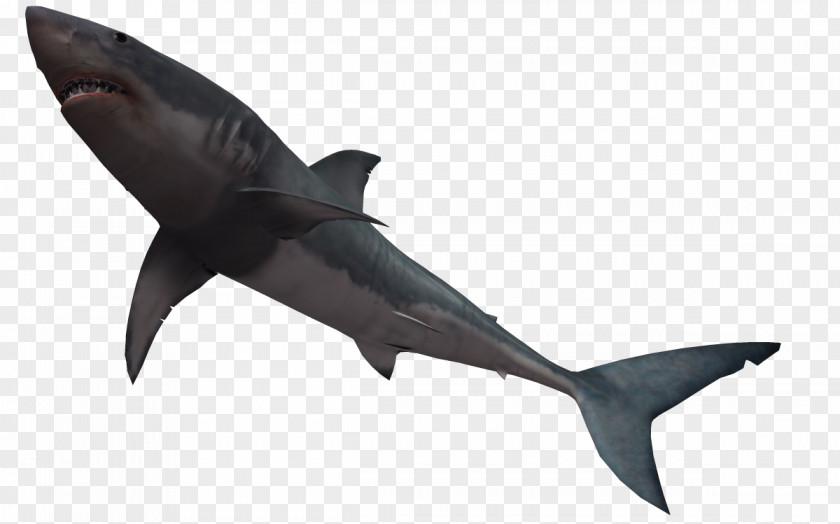 Underwater World 3d Bull Shark Great White Clip Art PNG