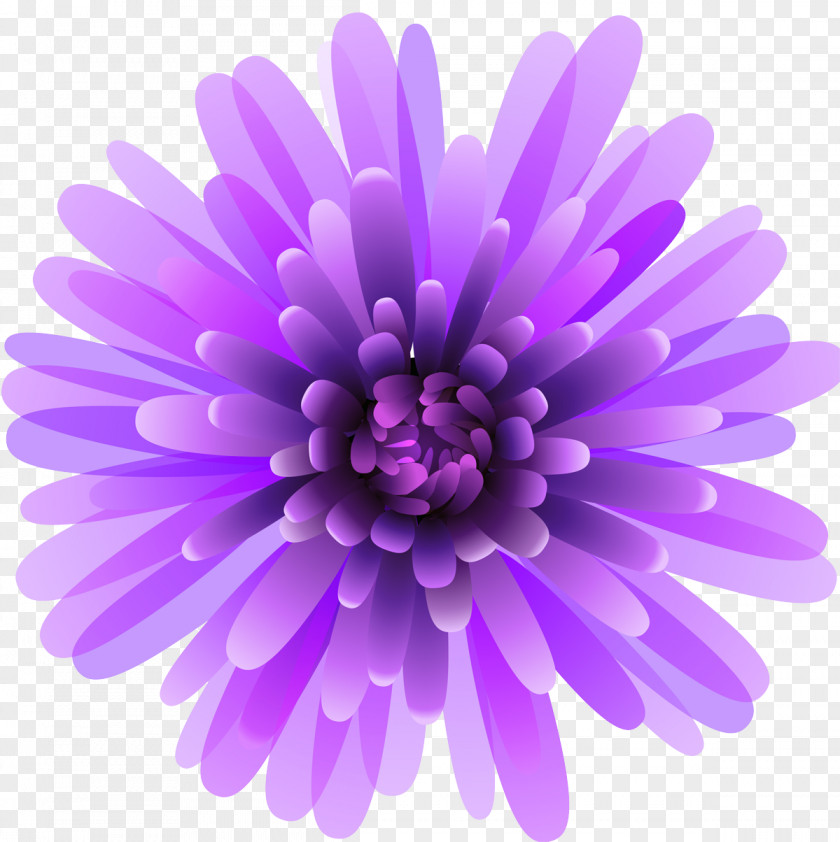 Aster Lilac Lavender PNG