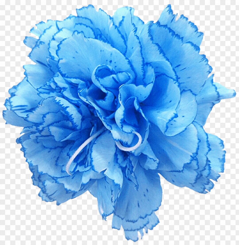 Blue Pea Flower Carnation Rose Cut Flowers PNG