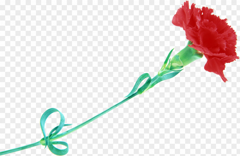 Clove Carnation Image Mother's Day Cut Flowers PNG