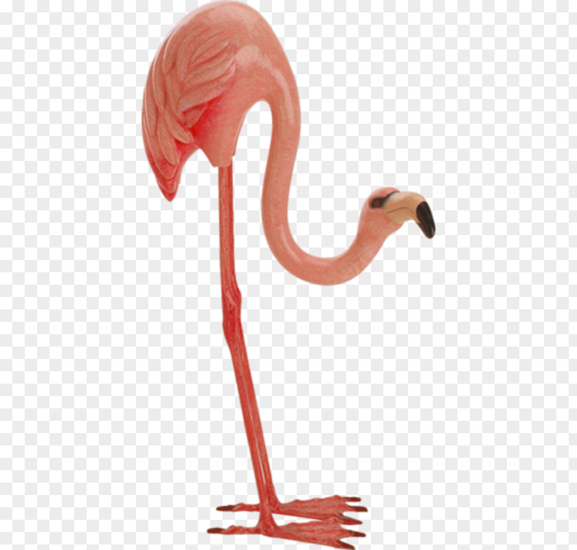 Flamingos Decoration Bird Greater Flamingo PNG