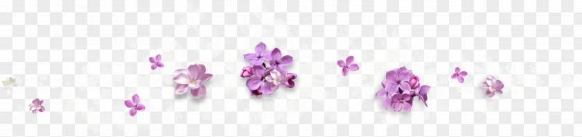 Lilac Purple Flower Violet PNG