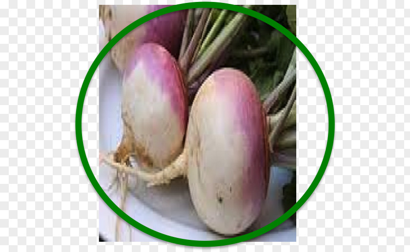 Turnip Food Rutabaga Beetroot Iranian Traditional Medicine PNG