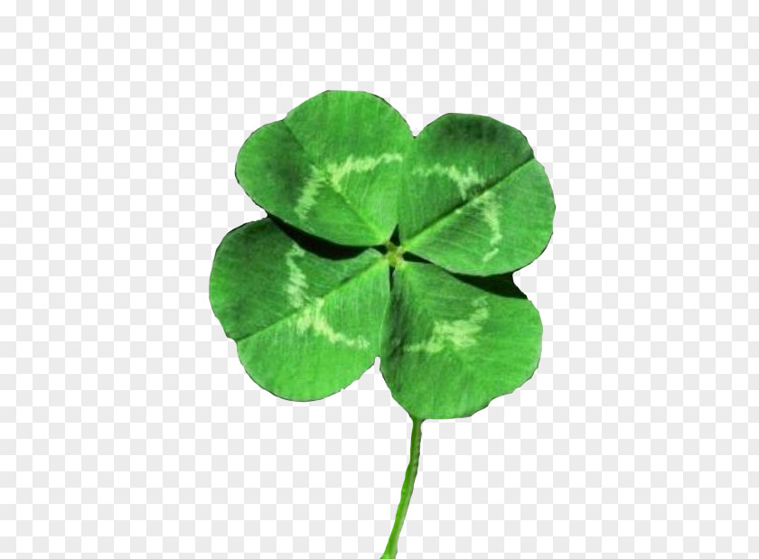 Clover White Four-leaf Luck Shamrock Saint Patrick's Day PNG