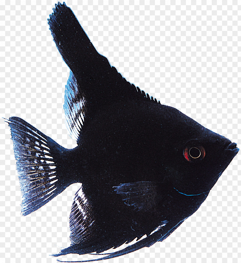 Fish Tropical Marine Biology Sea Raster Graphics PNG