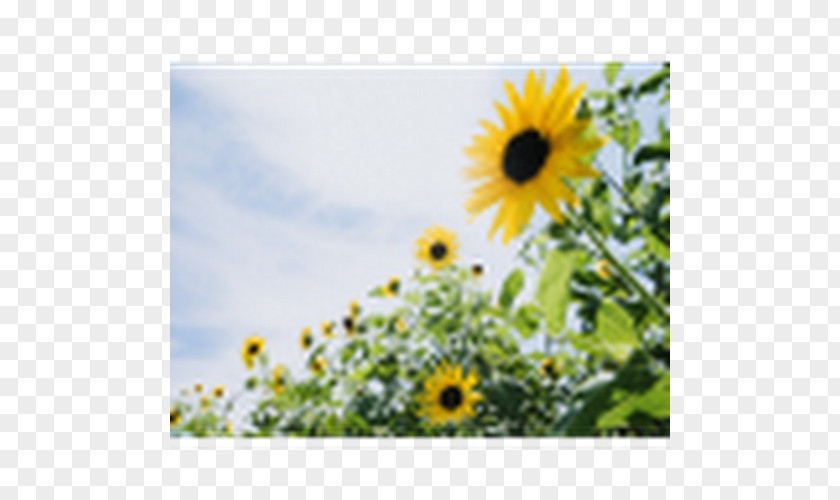 GIRASOL Desktop Wallpaper Image Common Sunflower Light PNG