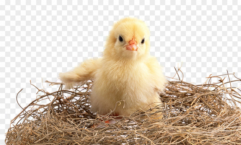 Haystack Chick Chicken Kifaranga High-definition Television Poultry Wallpaper PNG