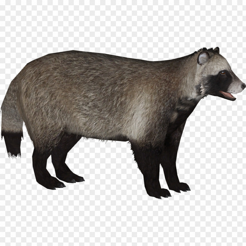 Raccoon Badger Japanese Dog Canidae Fur PNG