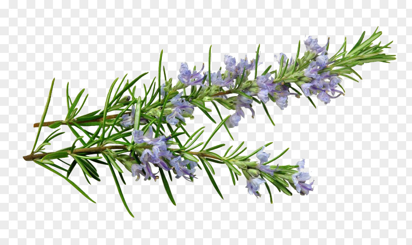 Rosemary Essential Oil Side Effects English Lavender Mediterranean Cuisine Herb PNG
