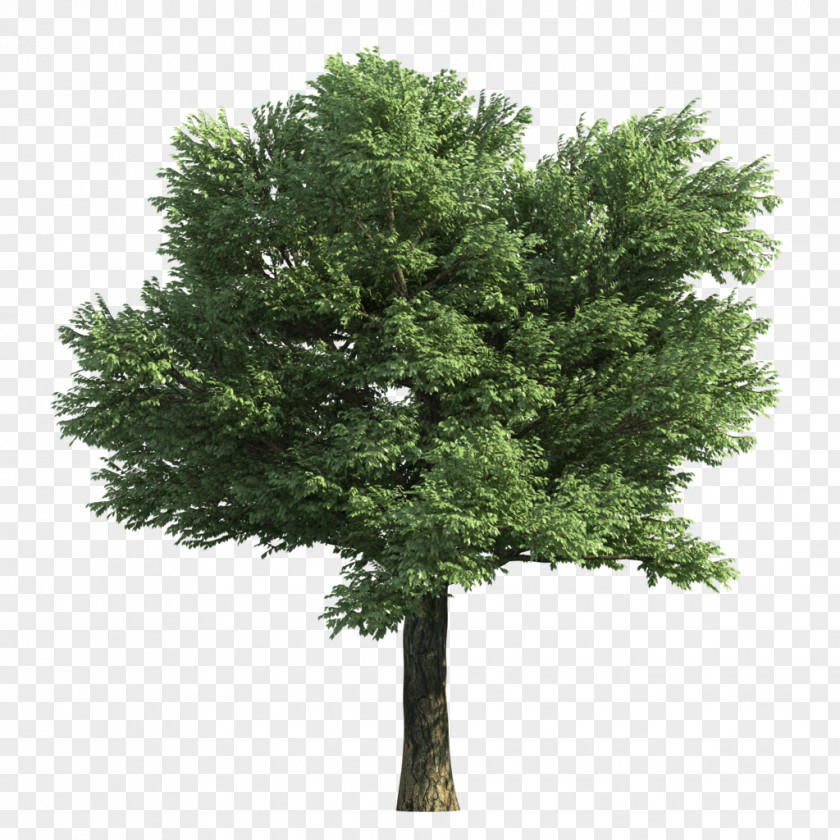 Tree Stock Photography Elm Sycamore Maple Norway PNG