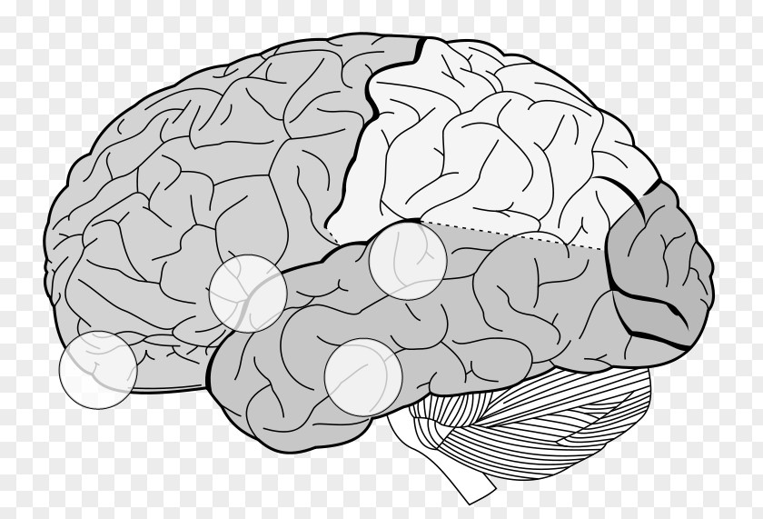 Brain Lobes Of The Frontal Lobe Parietal Temporal PNG