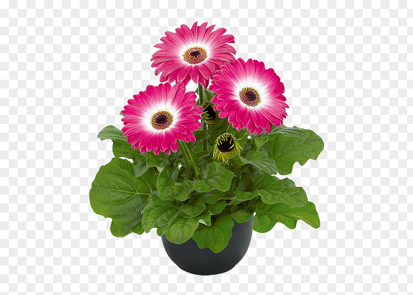 Gerbera Transvaal Daisy Cut Flowers Floristry Floral Design PNG