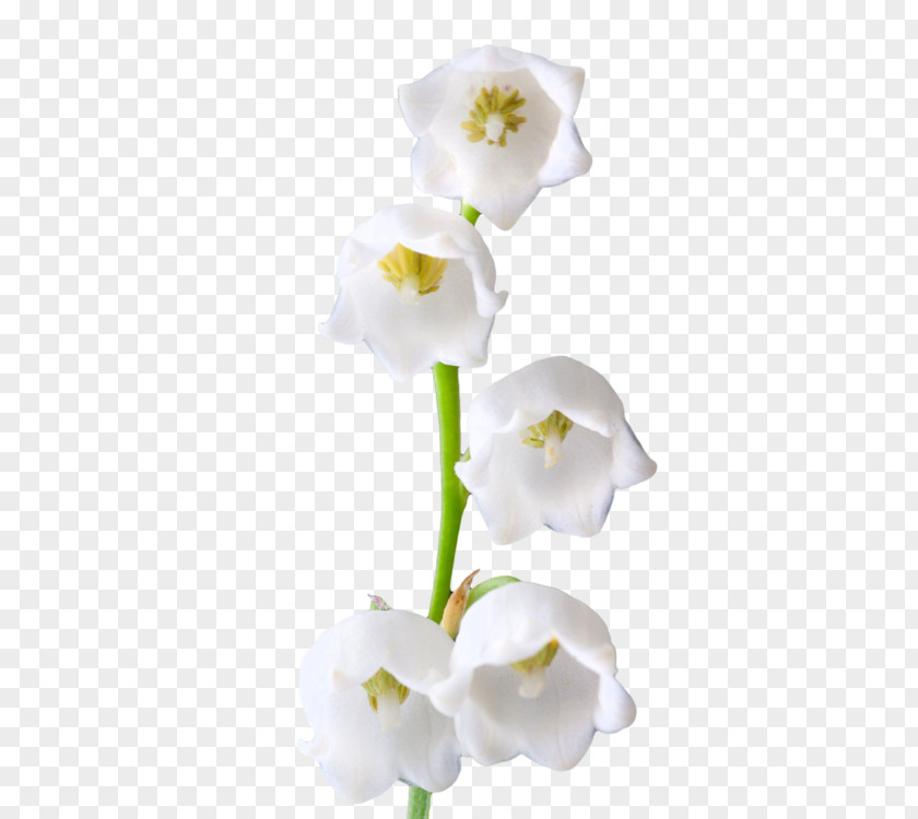Lily Of The Valley Photos Lilium Columbianum Birth Flower PNG