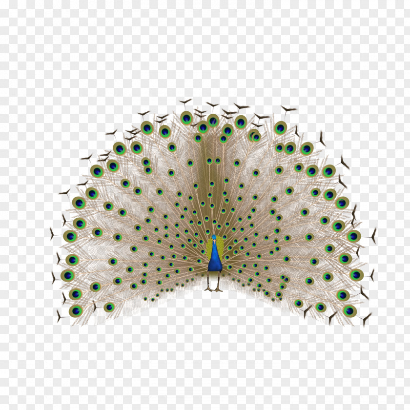 Peacock Feather Peafowl PNG