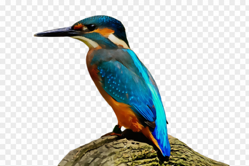 Wildlife Coraciiformes Bird Beak PNG