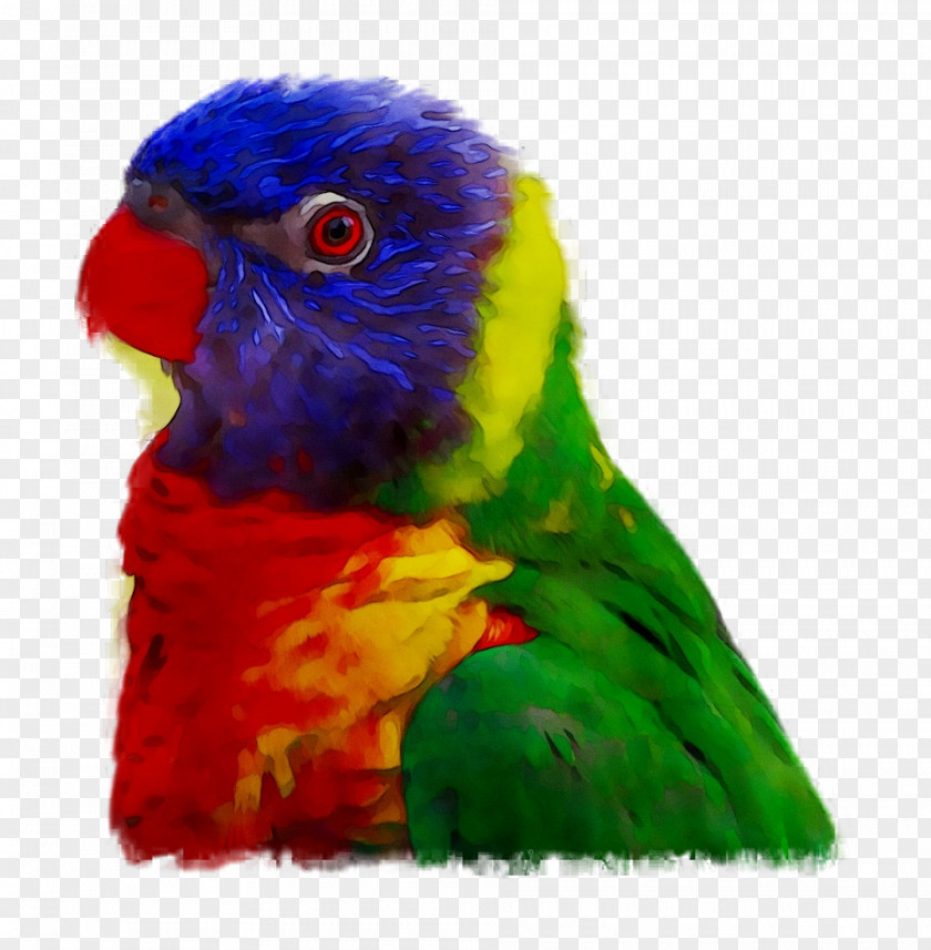Amazon Parrot Bird Vertebrate Budgerigar PNG