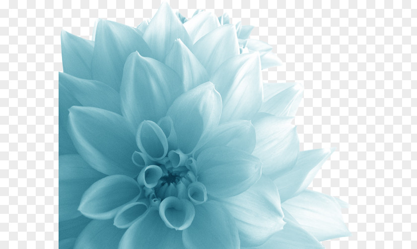 Big Blue Floral Flower Quotation Petal .de PNG
