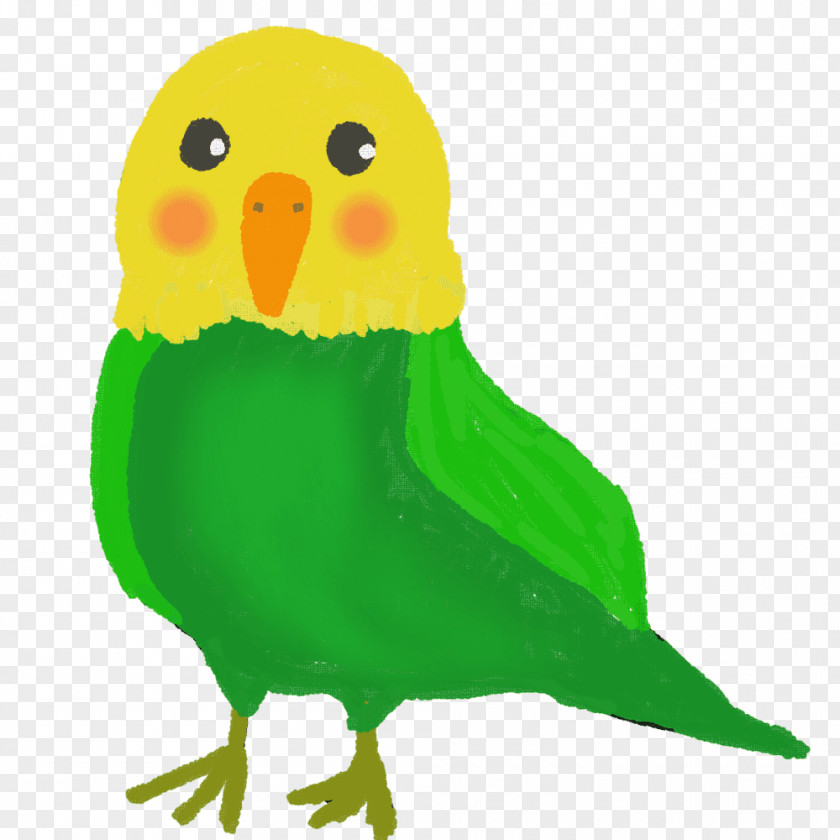 Bird Budgerigar Parrot Parakeet PNG