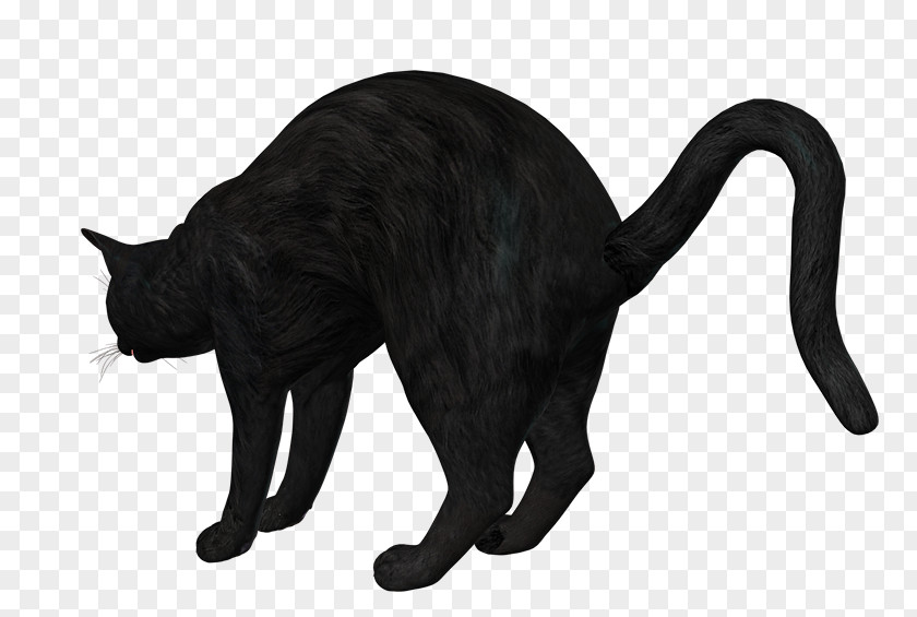 Cat Domestic Short-haired Whiskers PNG