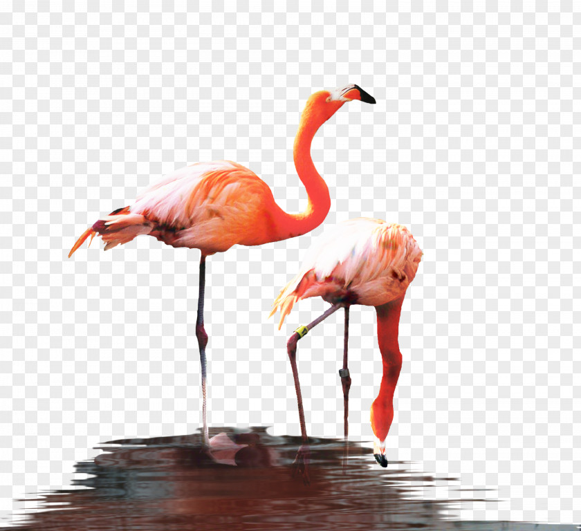 Fauna Beak PNG