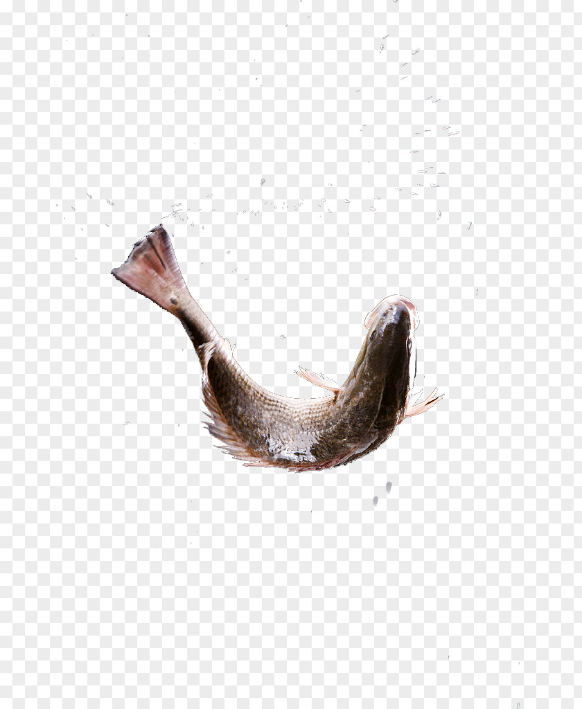 Fish Leap Stock Photography Clam PNG