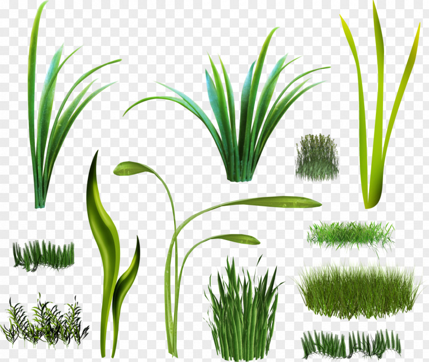 Grass Vetiver Plant Arecaceae Wheatgrass Sweet PNG
