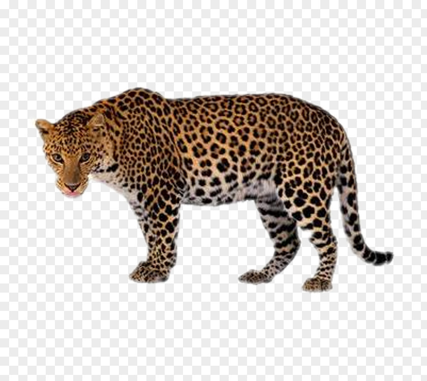 Leopard Tiger Lion Black Panther Clip Art PNG