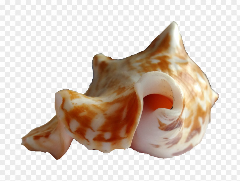 Snail Sea Seashell Shankha Caracola PNG