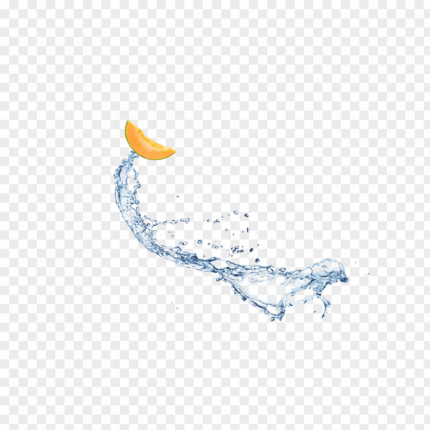 SODA Marine Mammal Organism Water Font PNG