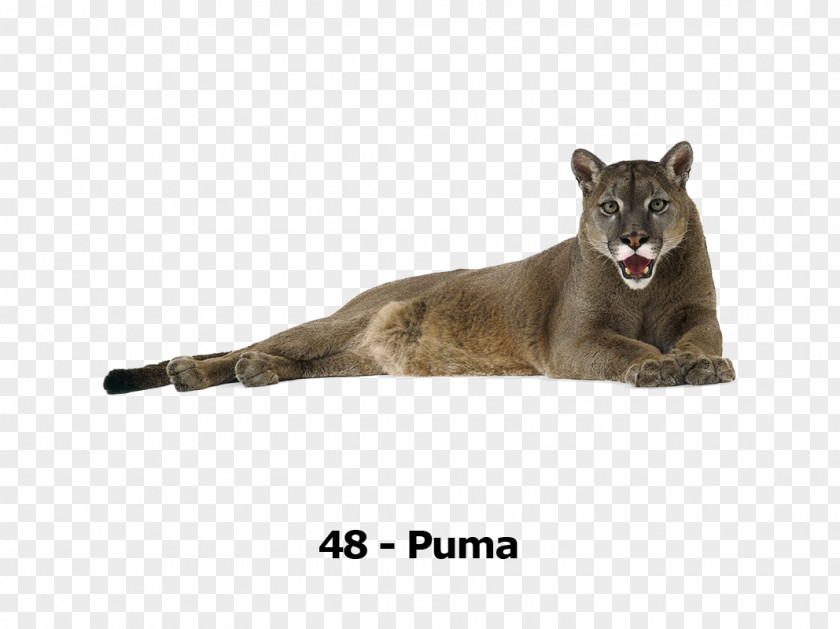 Tiger Lion Leopard Cougar Cat PNG