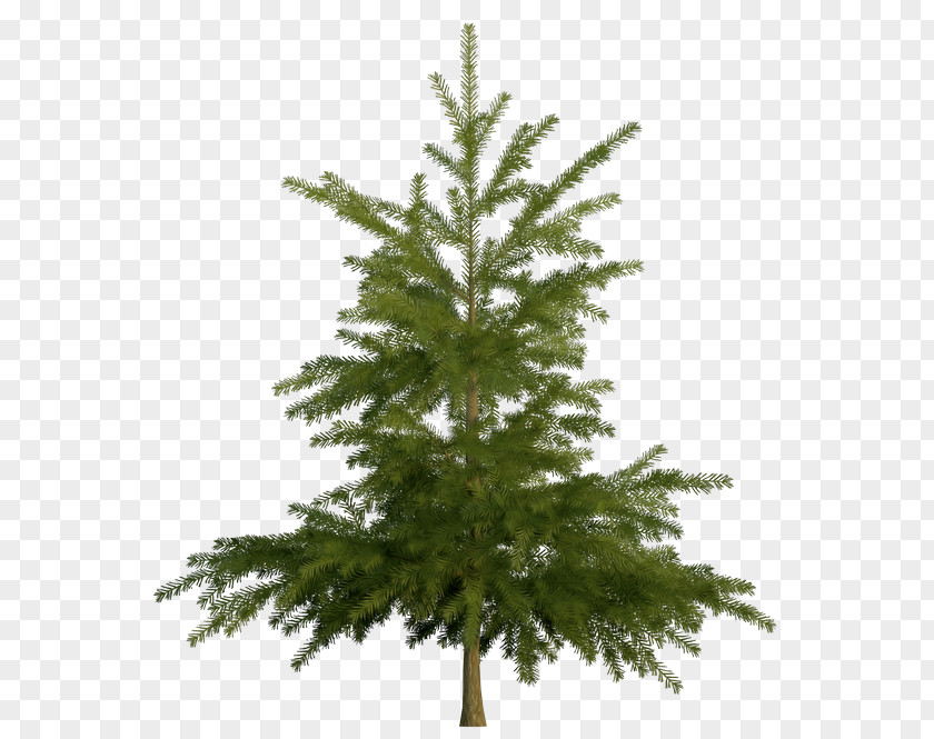 Tree Spruce Fir Pine Stock Photography PNG
