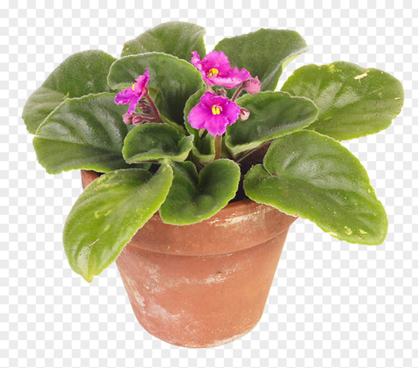 Violet African Violets Flowerpot Houseplant PNG