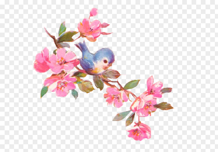 Flower Cherry Blossom Cut Flowers Floral Design PNG